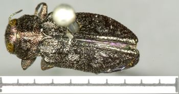 Media type: image;   Entomology 2693 Aspect: habitus dorsal view